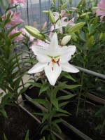 [1810 Millesimo No02.JPG]